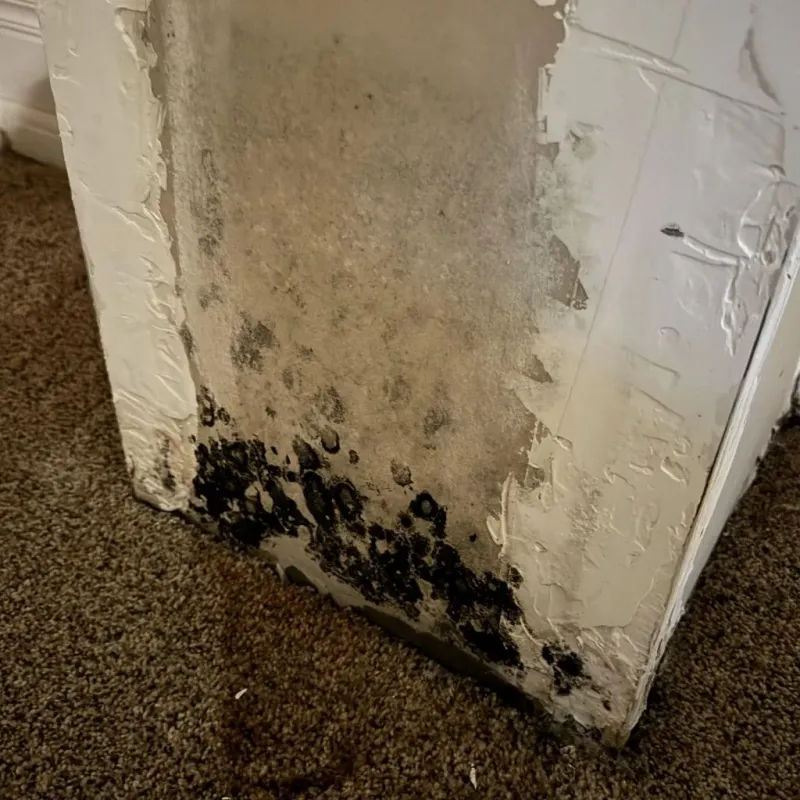 Professional Mold Removal in Saint Helen, MI